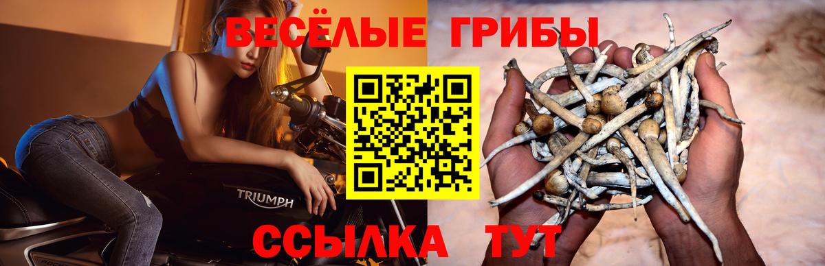 Галлюциногенные грибы Psilocybine cubensis Реж